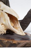 mouflon skull 0018
